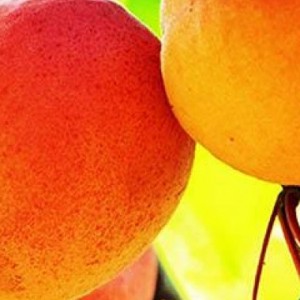 Саженец абрикоса Любимый