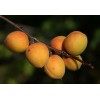 Абрикос Восточно-Сибирский