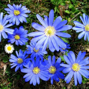 Луковица анемоны Бланда (Blanda)