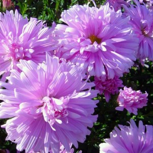 Саженец астры ново-бельгийская Феллоушип (Fellowship)