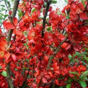 Саженец айвы японской Клементины