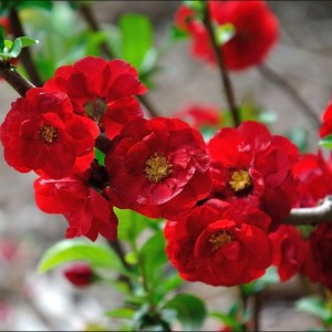 Саженец айвы японской Кримсон Энд Голд