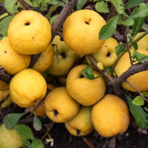 Саженец айвы японской Мускатной