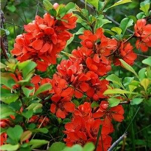 Саженец айвы японской Золотое яблоко