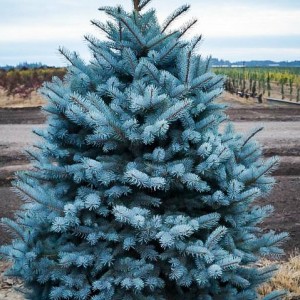 Саженец Ели колючей Глаука Мэджестик Блу (Glauca Majestic Blue) (саженец до 40 см)