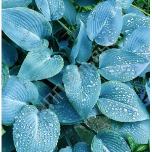 Саженец хосты Канадиан Блю