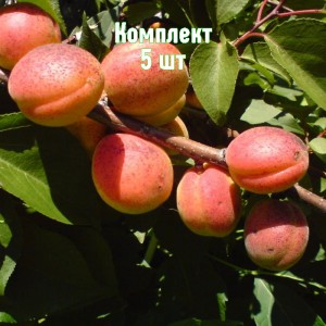 Саженцы абрикоса Алеша - комплект 5 шт.