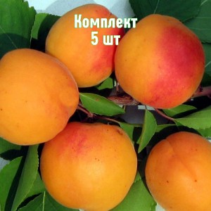 Саженцы абрикоса Буревестник - комплект 5 шт.