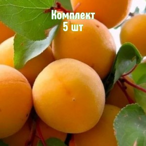 Саженцы абрикоса Челябинского раннего - комплект 5 шт.