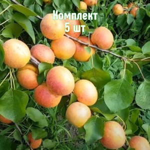 Саженцы абрикоса Эсделик - комплект 5 шт.