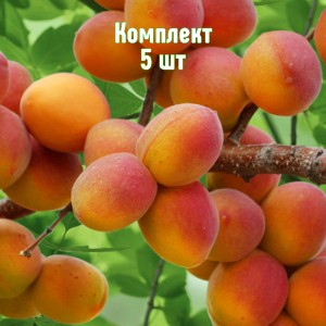 Саженцы абрикоса Горный Абакан - комплект 5 шт.