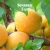 Саженцы абрикоса Хонобах - комплект 5 шт.