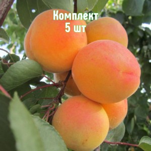 Саженцы абрикоса Крымский Амур - комплект 5 шт.