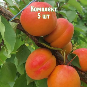 Саженцы абрикоса Мусы - комплект 5 шт.