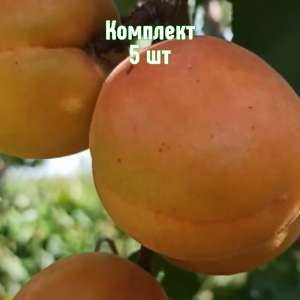 Саженцы абрикоса Орлик Ставрополья - комплект 5 шт.