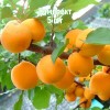 Саженцы абрикоса Первенец Самары - комплект 5 шт.