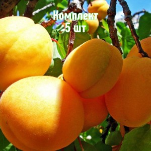 Саженцы абрикоса Пикантного - комплект 5 шт.