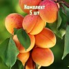 Саженцы абрикоса Рекламного - комплект 5 шт.