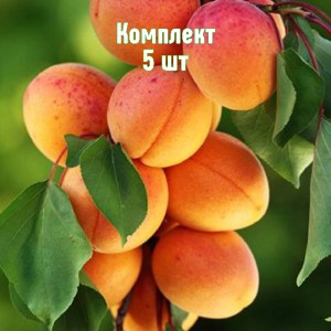 Саженцы абрикоса Рекламного - комплект 5 шт.