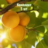 Саженцы абрикоса Солнышко - комплект 5 шт.