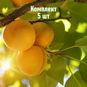 Саженцы абрикоса Солнышко - комплект 5 шт.
