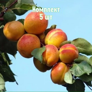 Саженцы абрикоса Тамаша - комплект 5 шт.