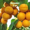 Саженцы абрикоса Уралец - комплект 5 шт.