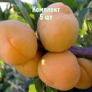 Саженцы абрикоса Янтарь Поволжья - комплект 5 шт.