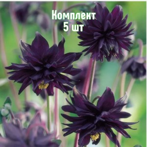 Саженцы аквилегии Блэк Барлоу - комплект 5 шт.