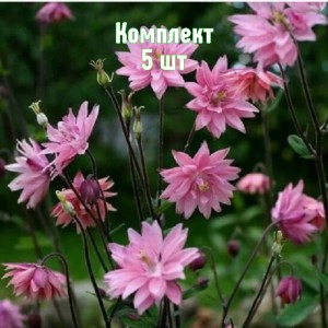 Саженцы аквилегии Роуз Барлоу - комплект 5 шт.