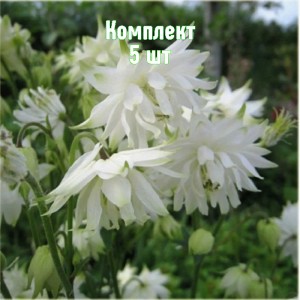 Саженцы аквилегии Вайт Барлоу - комплект 5 шт.