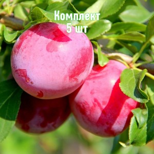Саженцы алычи Евгения (Ранняя/Красная) - комплект 5 шт.