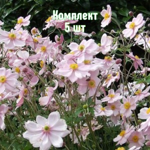 Клубни анемоны гибридной Макс Фогель - комплект 5 шт.