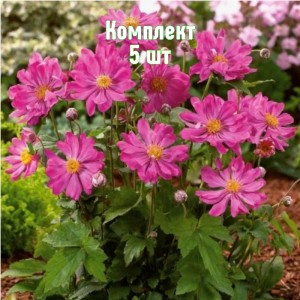 Клубни анемоны гибридной Принц Генри - комплект 5 шт.