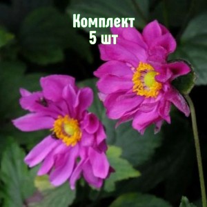 Клубни анемоны гибридной Роткепчен - комплект 5 шт.