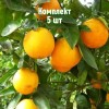 Саженцы апельсина Гамлин - комплект 5 шт.