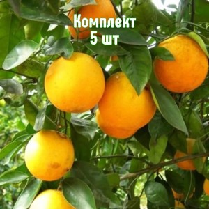 Саженцы апельсина Гамлин - комплект 5 шт.