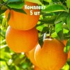 Саженцы апельсина Верна - комплект 5 шт.