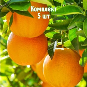 Саженцы апельсина Верна - комплект 5 шт.