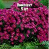 Саженцы астры Дженни - комплект 5 шт.