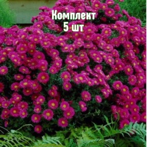 Саженцы астры Дженни - комплект 5 шт.