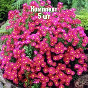 Саженцы астры новобельгийской Ред - комплект 5 шт.