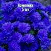 Саженцы астры Роял Блю - комплект 5 шт.