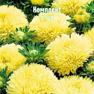 Саженцы астры Желтая башня - комплект 5 шт.