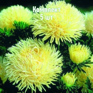 Семена астры Золотая - комплект 5 шт.