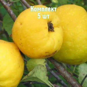 Саженцы айвы яблоковидной Краснослободской - комплект 5 шт.