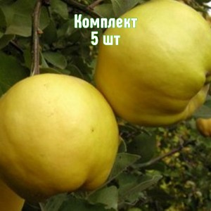 Саженцы айвы яблоковидной Кубаночка - комплект 5 шт.