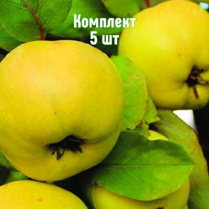 Саженцы айвы яблоковидной Съедобной - комплект 5 шт.