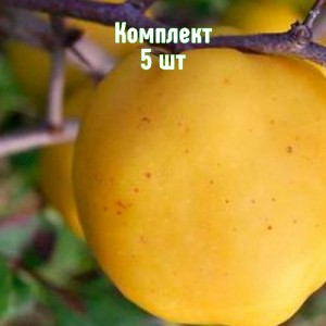 Саженцы айвы яблоковидной Янтарной Краснодарской - комплект 5 шт.