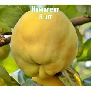 Саженцы айвы яблоковидной Золотистой - комплект 5 шт.